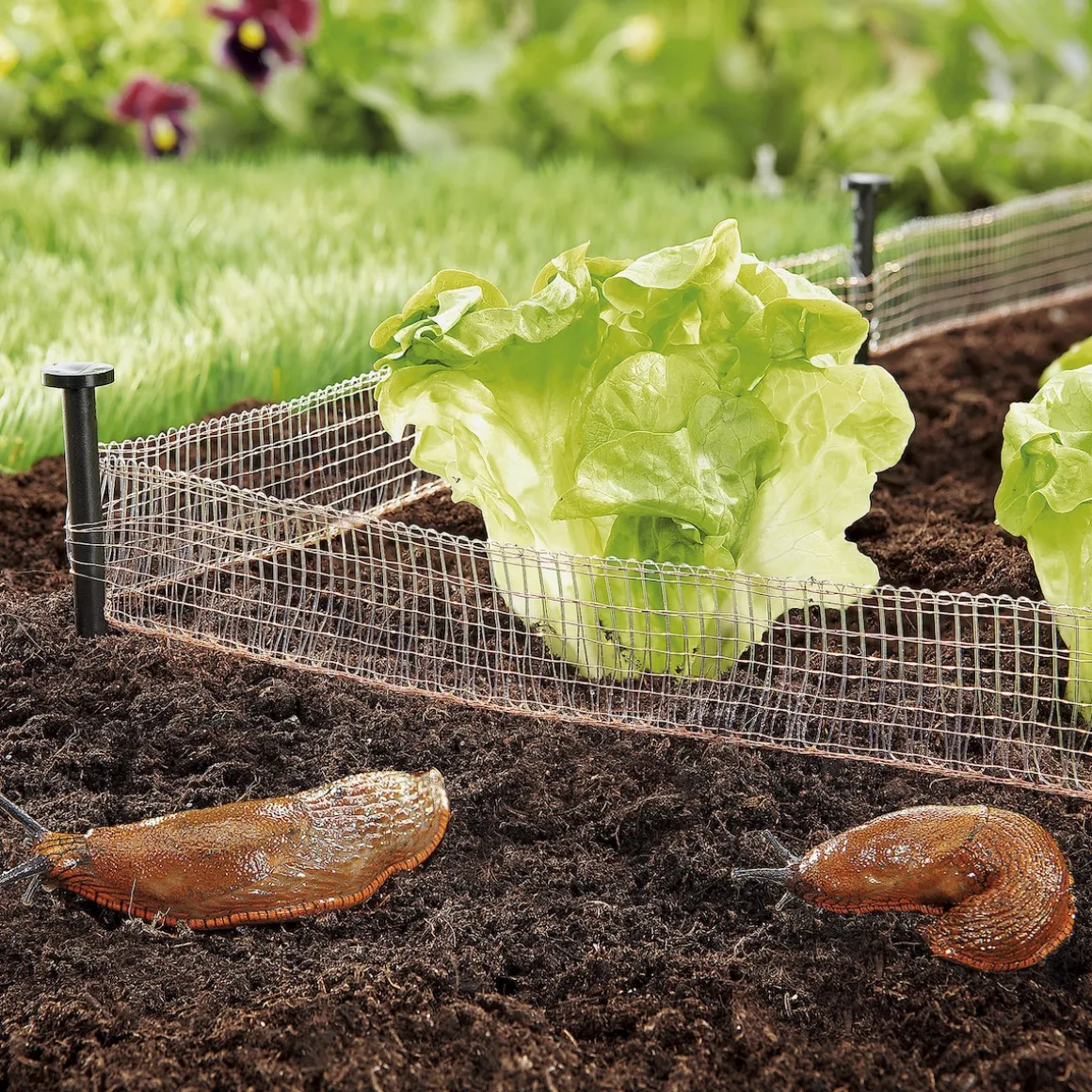 Schneckenzaun aus Kupfer