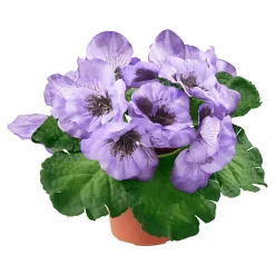 Stiefmütterchen lila