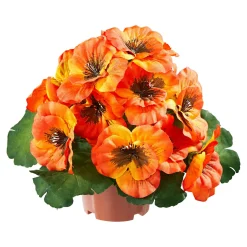 Stiefmütterchen orange